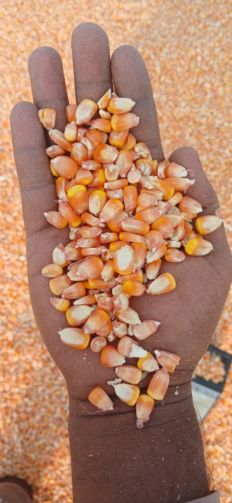 MAIZE